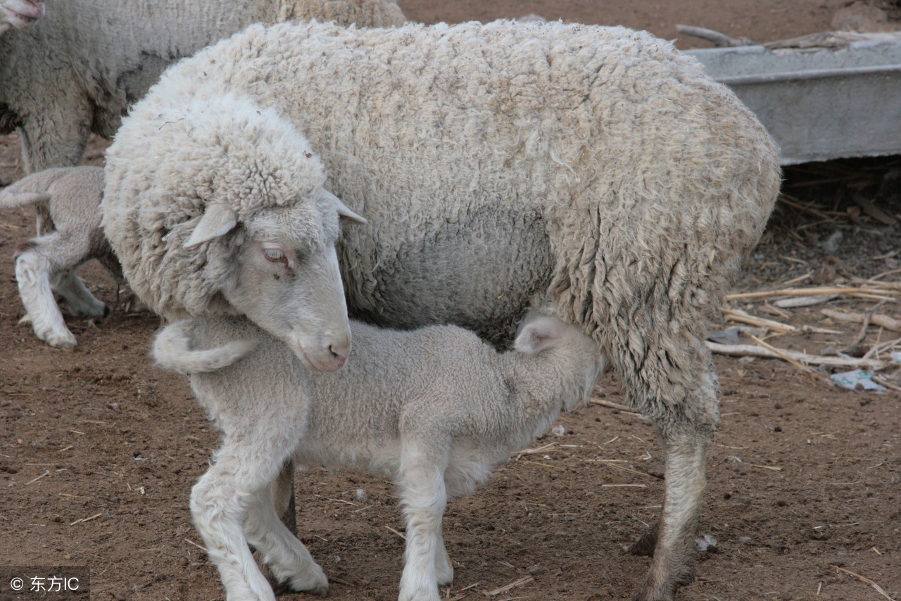 母羊产羊时的注意要点,母羊养殖和生产小羊注意事项