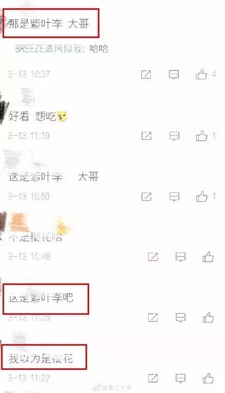 真樱花和假樱花的区别,怎么分辨真樱花还是假樱花