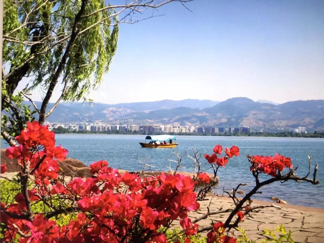 真樱花和假樱花的区别,怎么分辨真樱花还是假樱花