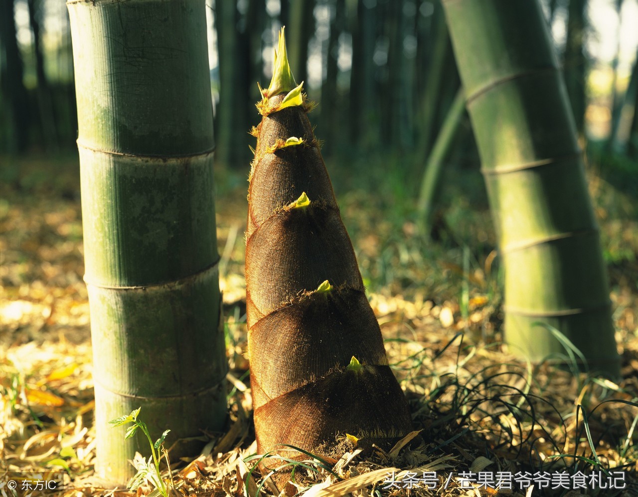 芒果君爷爷：食过笋的春天才鲜甜，如何烩制春笋一锅鲜，请看图