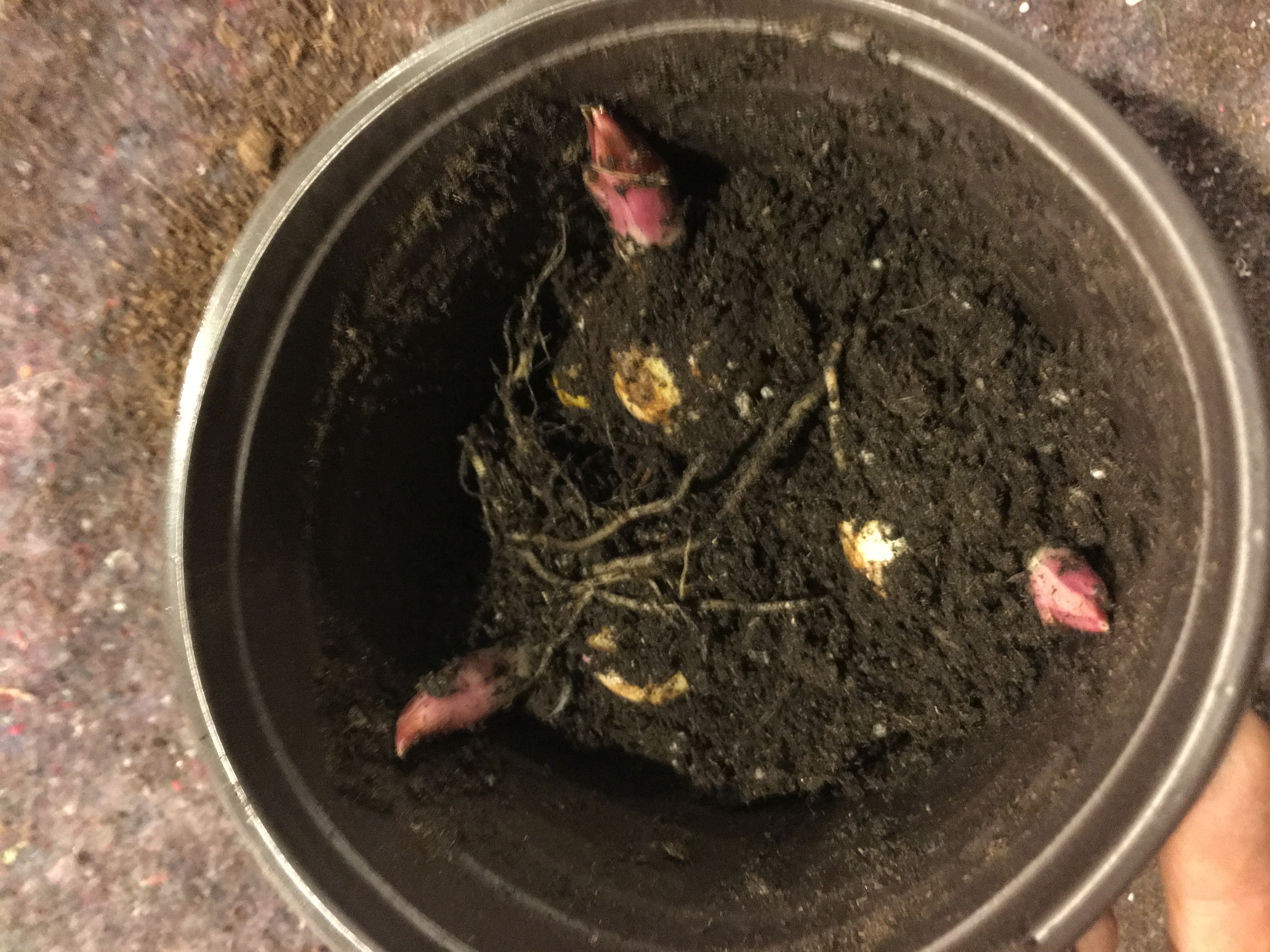 香水百合养护教程,重瓣香水百合养护方法