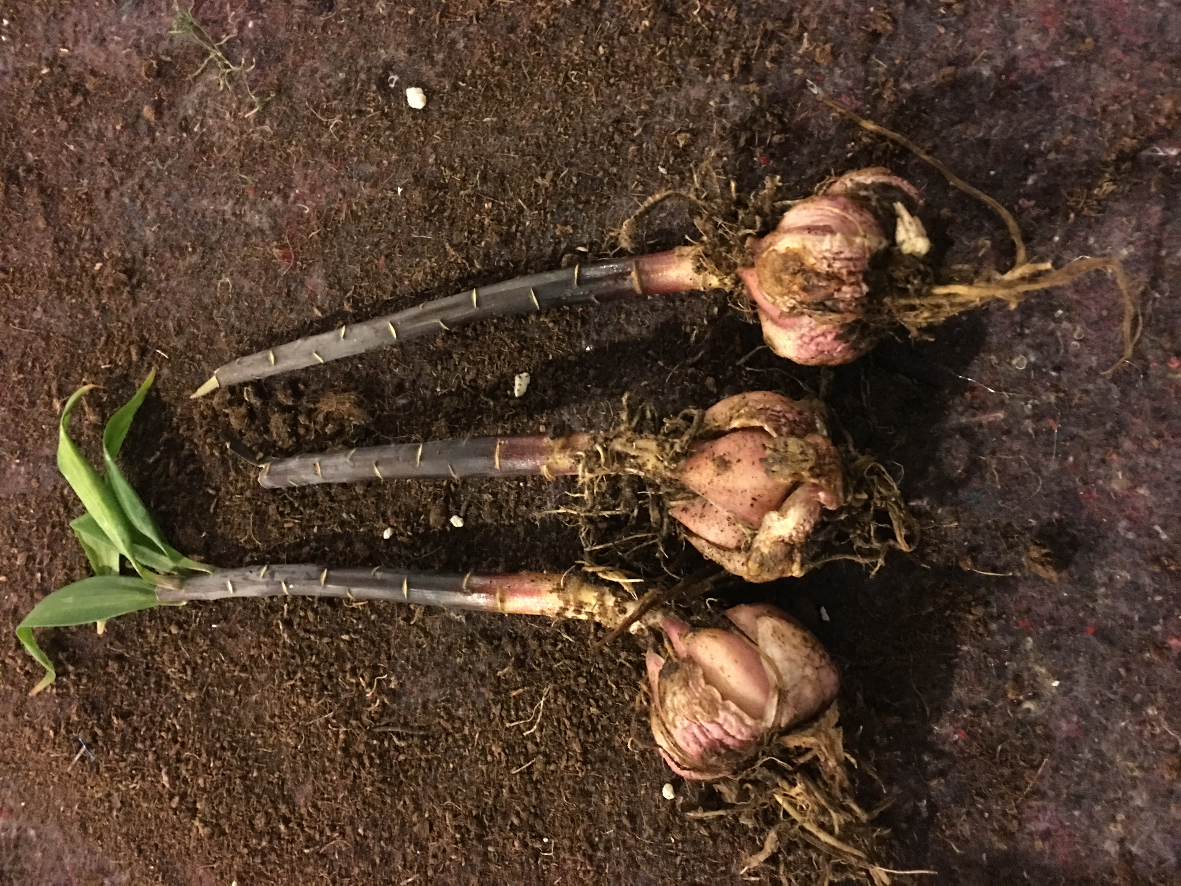 黄金甲香水百合养护,香水百合养护教程