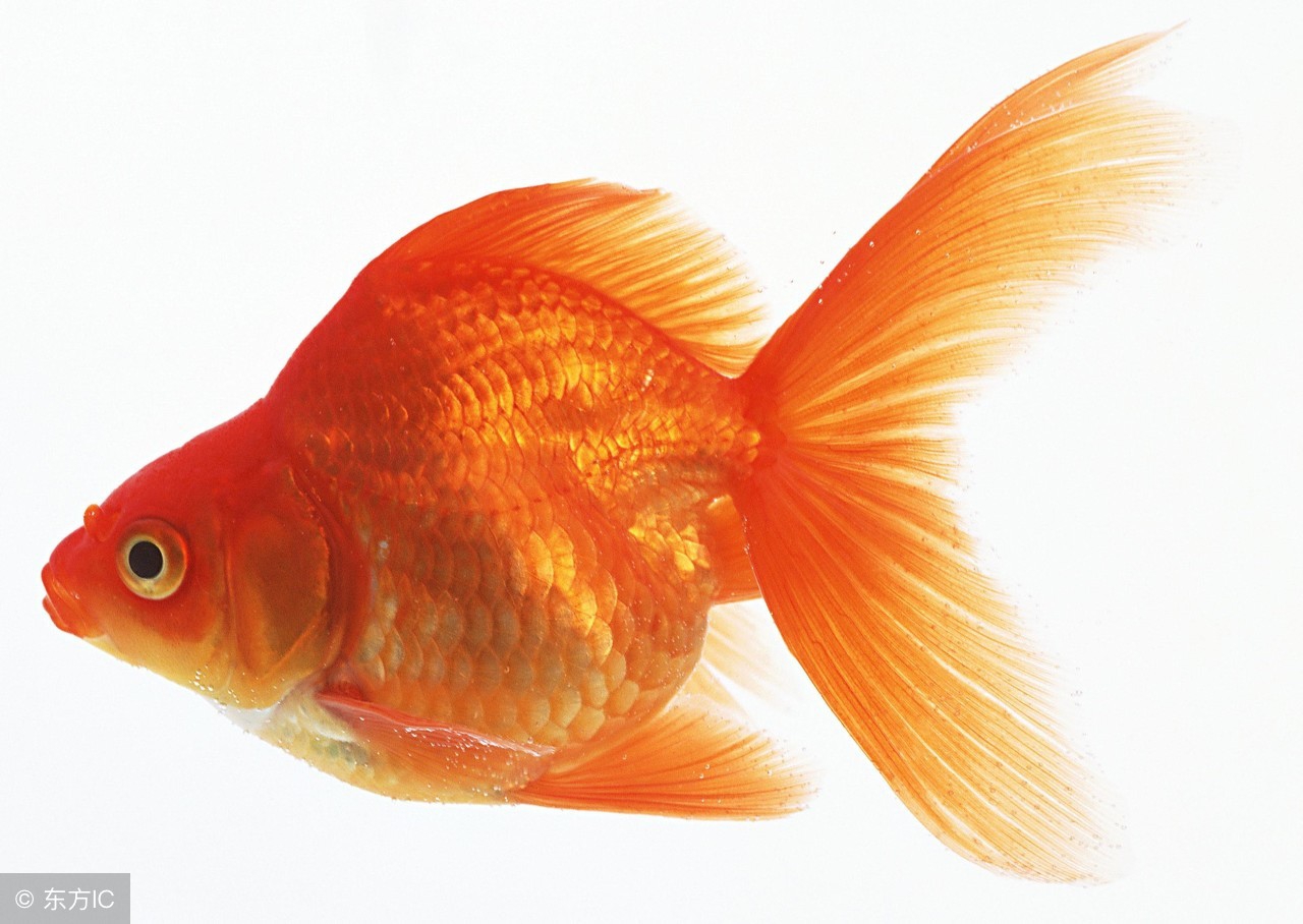 养金鱼怎么养才能活得久,金鱼怎么养才能养的时间长一点