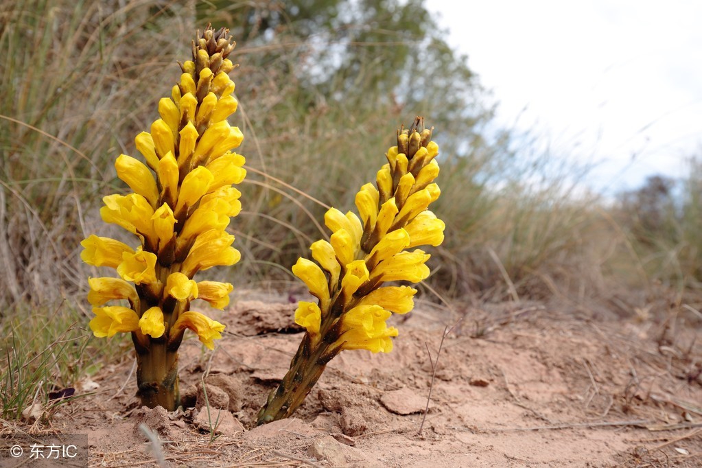 肉苁蓉对阴虚阳虚都有效吗,肉苁蓉温补肾阳吗