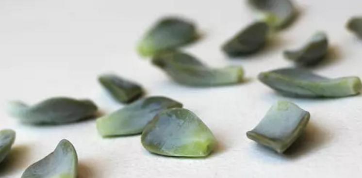 多肉徒长的原因及解决办法,多肉徒长最佳方法