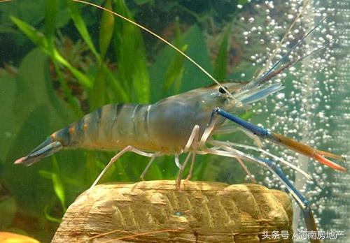 屯昌是海南最佳养老居住之地,海南保亭适合养老吗