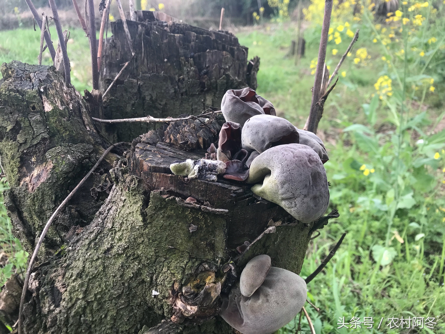 山上的松花粉有什么功效和作用,山上的松花粉有哪些