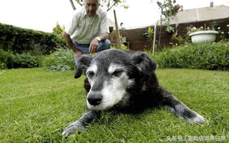 拉布拉多是死亡率最高的犬吗,中国禁养犬有没有拉布拉多
