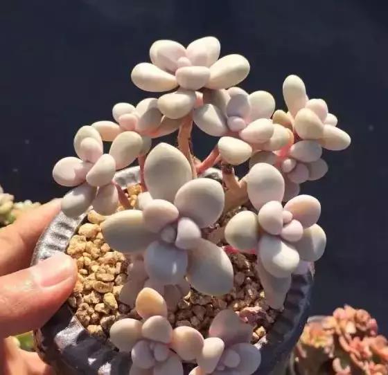 270种常见多肉图谱,270种常见多肉盆景