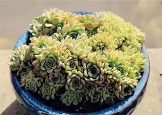 270种常见多肉图谱,270种常见多肉盆景