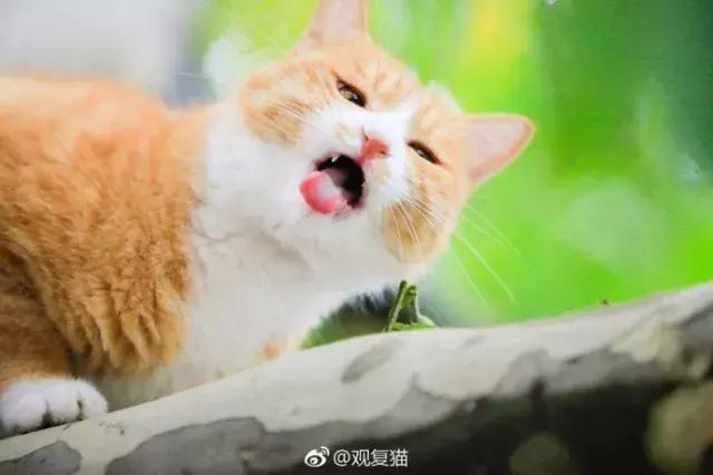 盘点常见的猫咪名字看有你家猫吗,猫咪名称大盘点