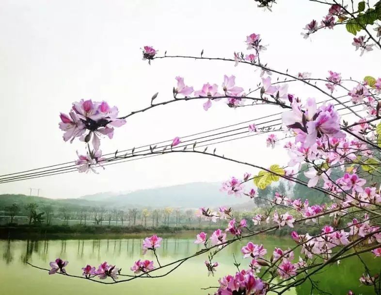 美爆了雨中的园博园风景美如画,美爆最美樱花大道继续绽放