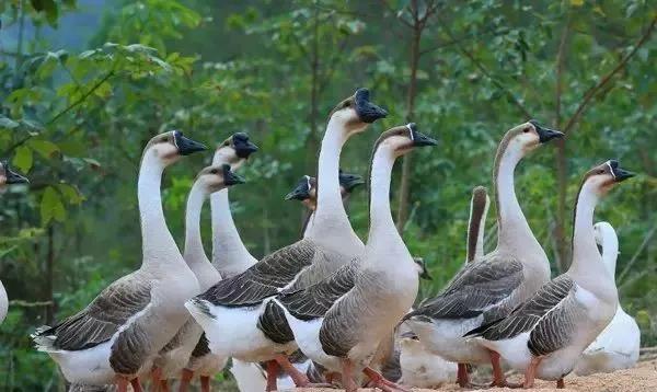保亭七仙岭雨林仙境温泉度假别墅,海南保亭雨林仙境山湖墅