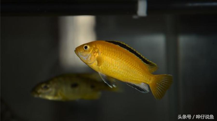 养三湖慈鲷的鱼缸,什么鱼缸适合养三湖慈鲷