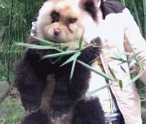 熊猫一样的狗子,狗子假扮熊猫的迷惑行为搞笑视频