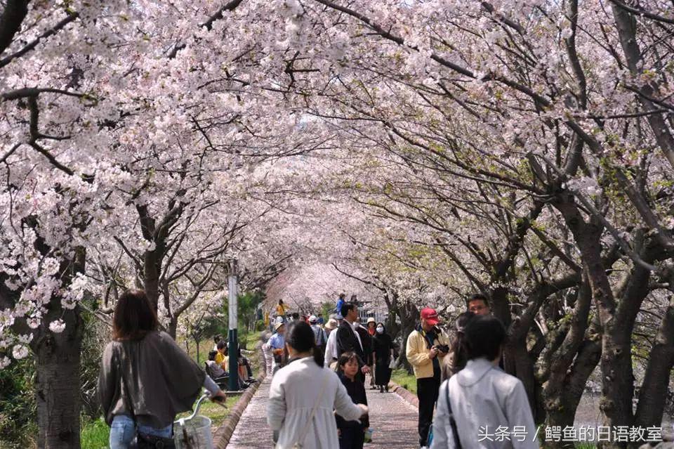2018樱花,日本樱花节一览表