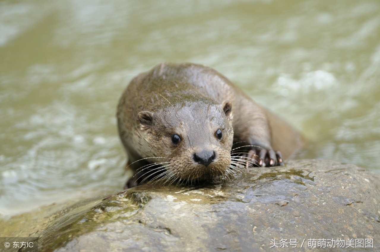 水獭与海獭哪个更可爱,萌动物科普