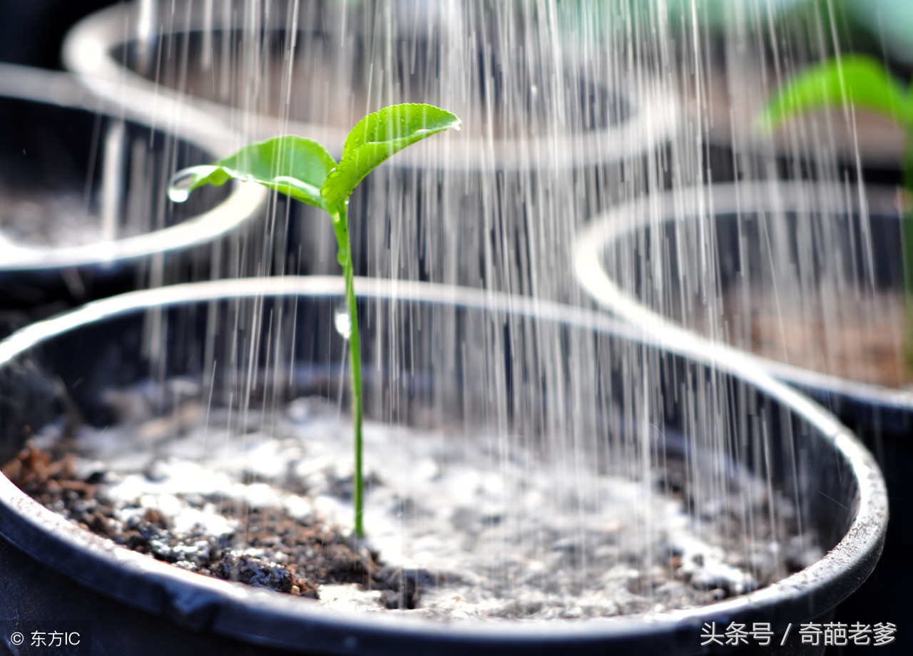 怎样养兰花才是正确的方法,兰花要怎么养才养得好