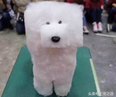 狗狗发型贵宾,泰迪狗贵宾犬发型