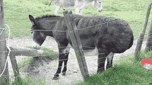 老干妈在美国监狱的影响力,老干妈在监狱的地位