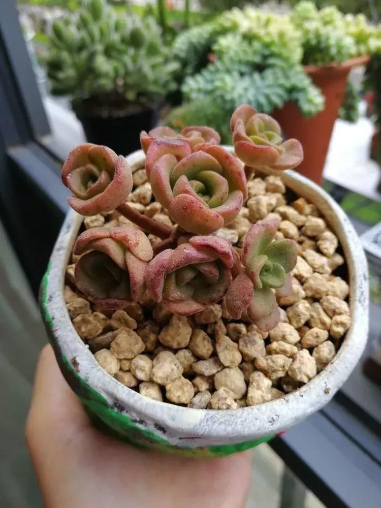 为了多肉改造阳台,疯狂的她