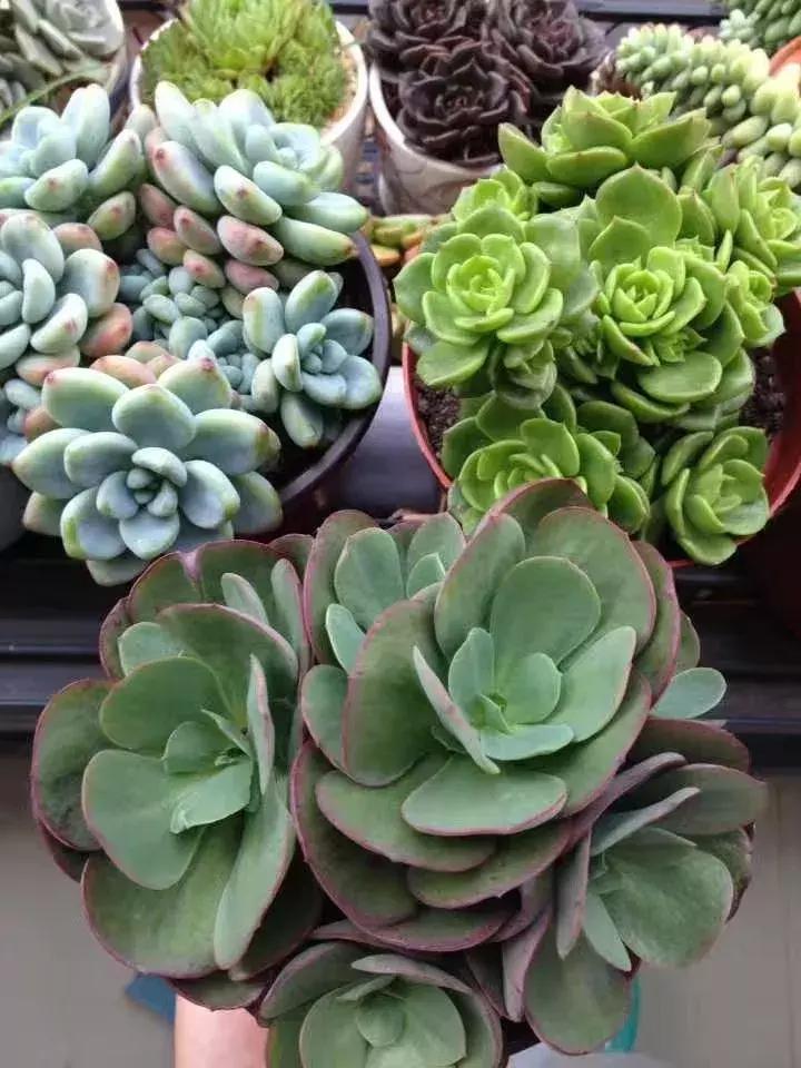 为了多肉改造阳台,疯狂的她