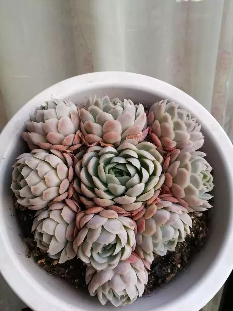 为了多肉改造阳台,疯狂的她