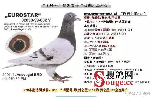 搜鸽网信息,赛鸽资讯知识分享