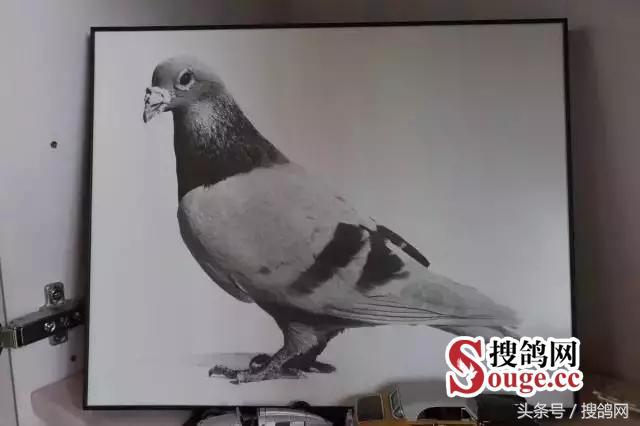 搜鸽网信息,赛鸽资讯知识分享