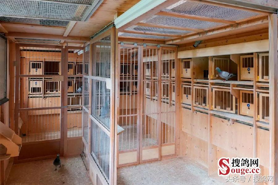 搜鸽网信息,赛鸽资讯知识分享