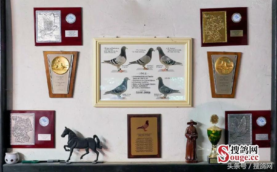 搜鸽网信息,赛鸽资讯知识分享