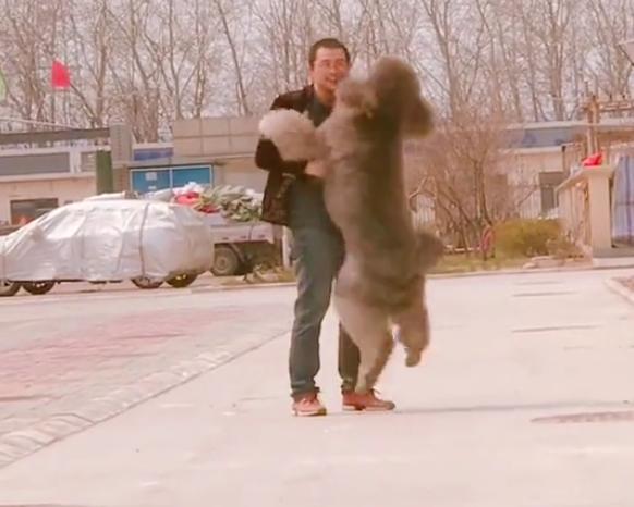 巨型泰迪很委屈找主人抱抱,巨型泰迪逛街求抱抱