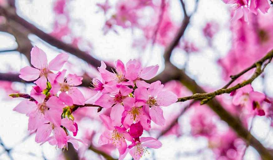 带你去流溪湾丰华园赏樱花,走啊我带你去看樱花的文案