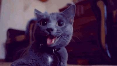 公猫与母猫第一次见面有哪些反应,公猫第一次开脚好不好