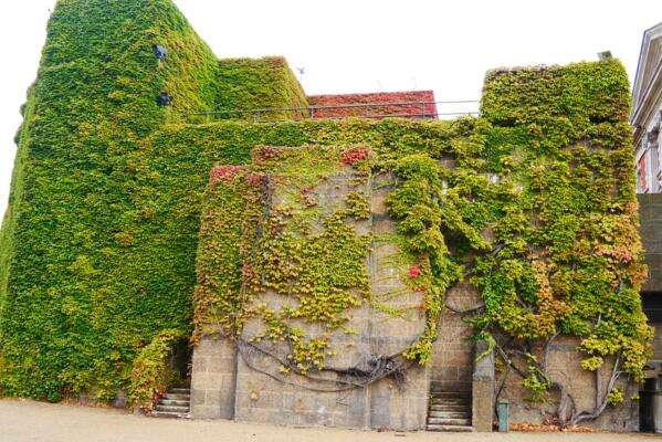 没有爬山虎到不了的地方一切地方都是爬山虎的家