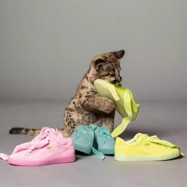 今年买双合适的鞋,今年想买什么鞋