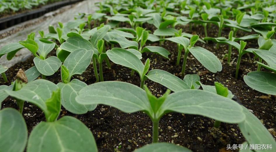 育苗间苗补苗方法,做好选苗育苗大文章