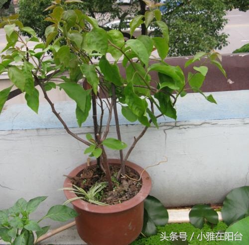 这6种花随便扔土里就能活,长势最快的爬藤植物不怕晒