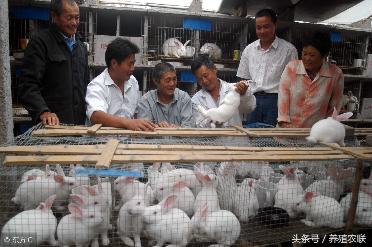 断奶仔兔的饲养管理技术,养兔技术哺乳母兔的饲养管理