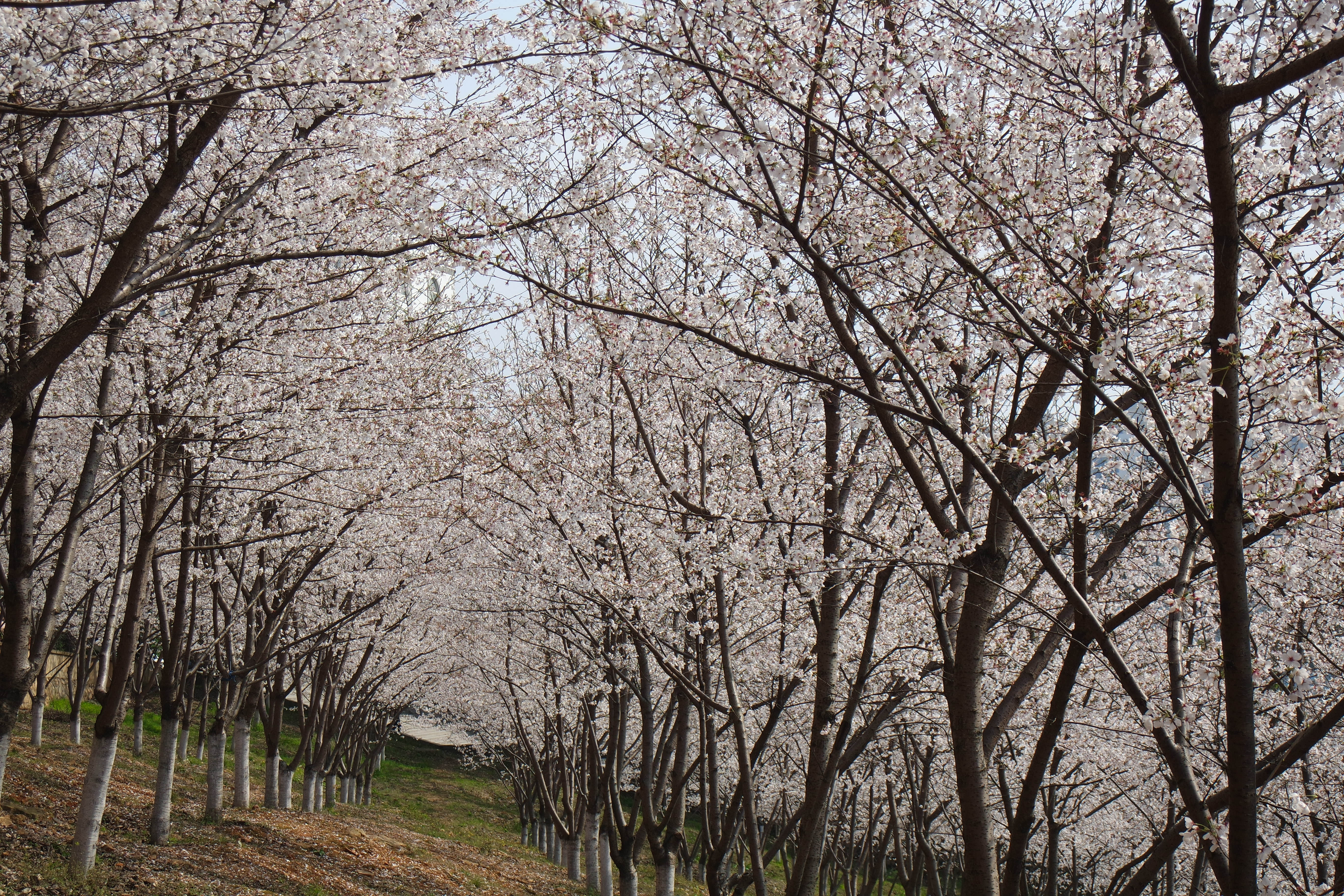 武昌理工学院樱花,武昌理工学院滚烫的青春