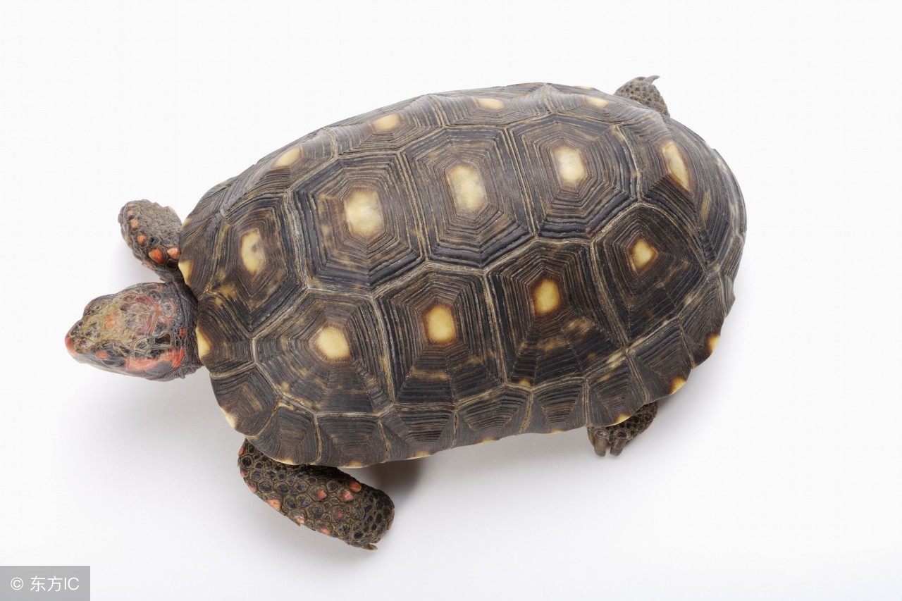 山龟的食物有哪些,野生陆龟吃什么