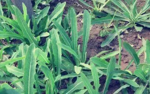 余庆野菜,余庆好吃的推荐