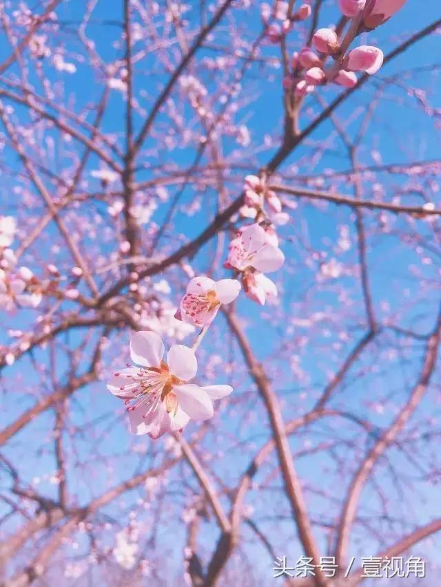 石家庄哪的公园樱花开了,石家庄樱花现在还有吗