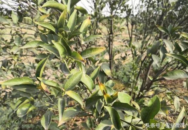 柑橘炭疽病怎样防治,柑橘炭疽病防治最佳方法