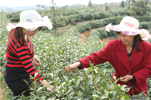 光山县春茶飘香致富路,春茶飘香富农家