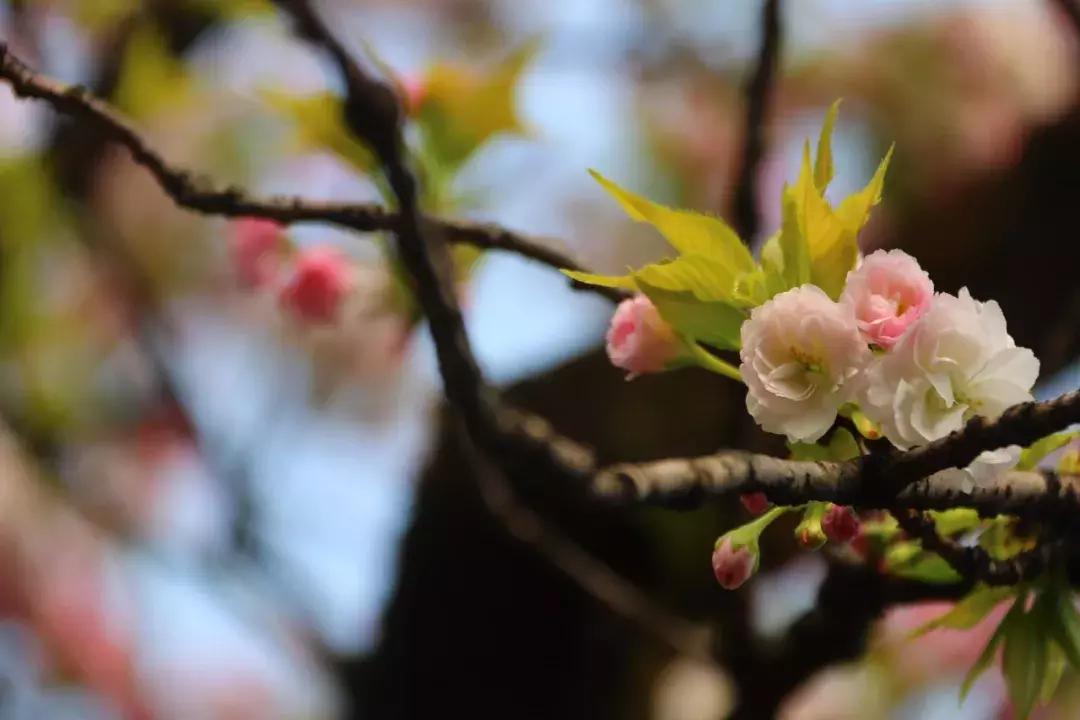 位于四川乐山沙湾的郭沫若故居,沙湾区郭沫若故居景区