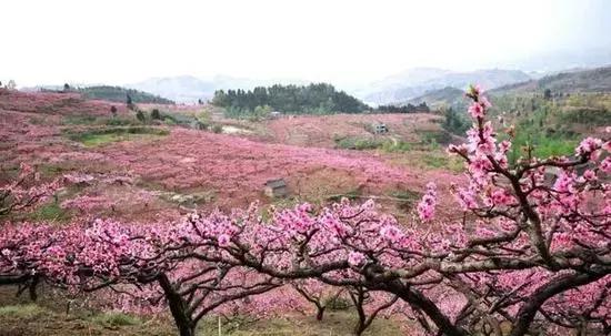 12处桃花源，为河南最美的春天代言，你认为怎样？欢迎添加