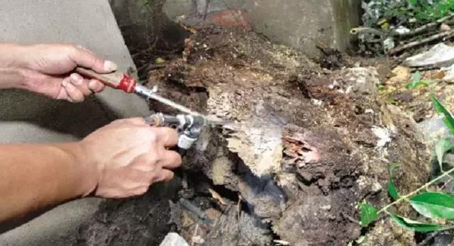 这个可怕的虫子即将开启“春季攻势”，小心被它吃掉你的家......