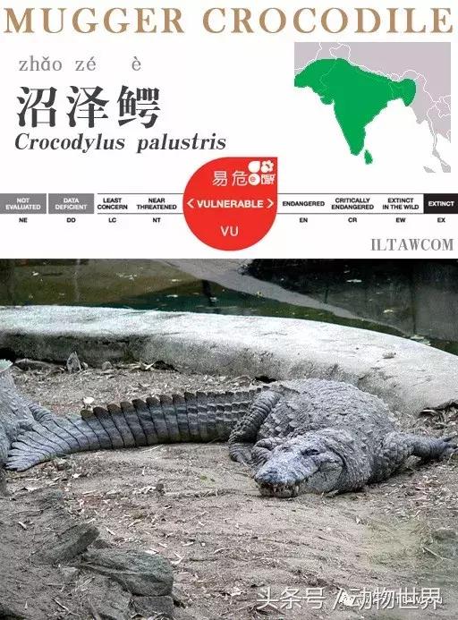 扬子鳄被称为古老的爬行动物,新生代爬行动物巨鳄