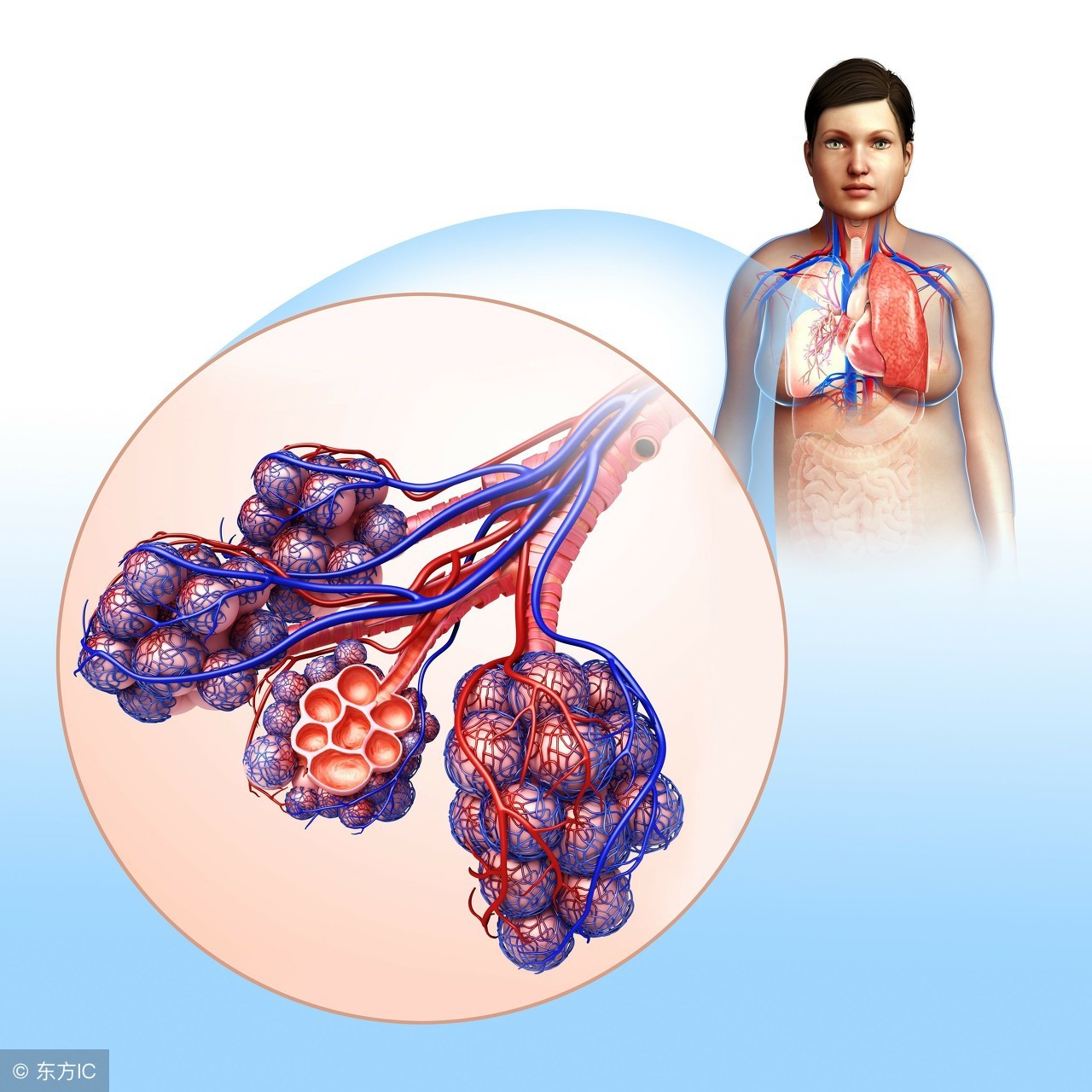 肺大疱不治疗会有生命危险吗？有四类人群容易高发